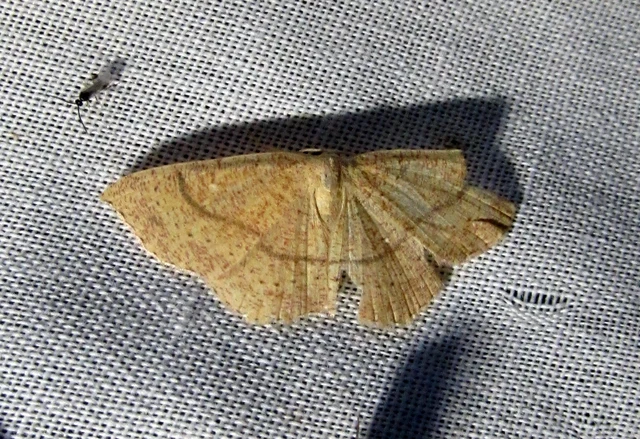 Cyclophora ruficiliaria - vörösrojtú pettyesaraszoló