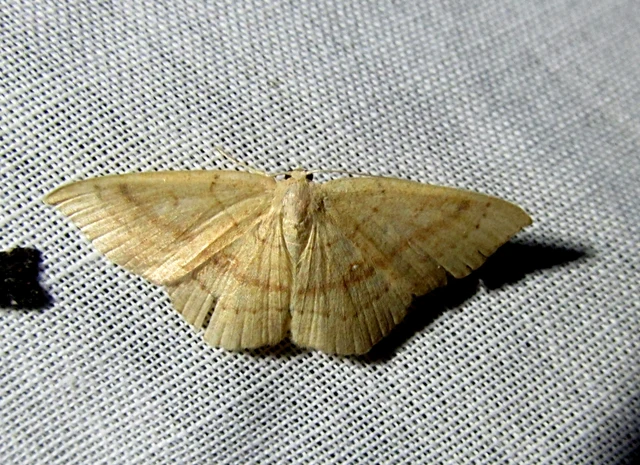 Cyclophora linearia - vonalas pettyesaraszoló