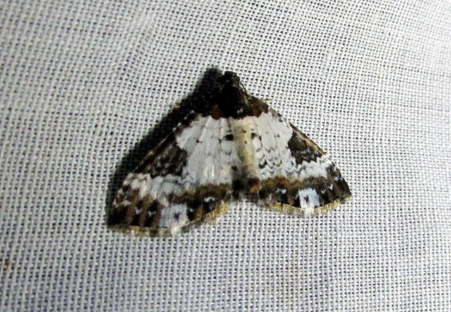 Melanthia procellata - hullámos tarkaaraszoló