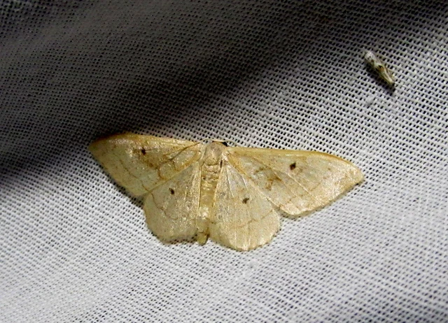 Idaea rubraria - vörössávos araszoló