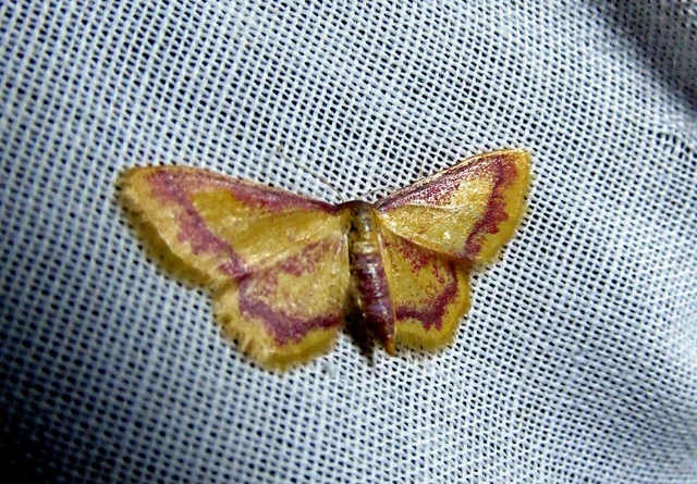 Idaea muricata - mocsári pirosaraszoló