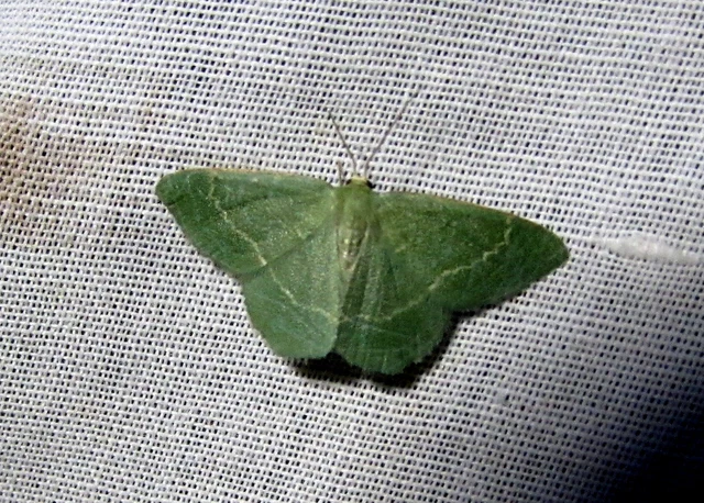 Chlorissa cloraria - sárgászöld araszoló