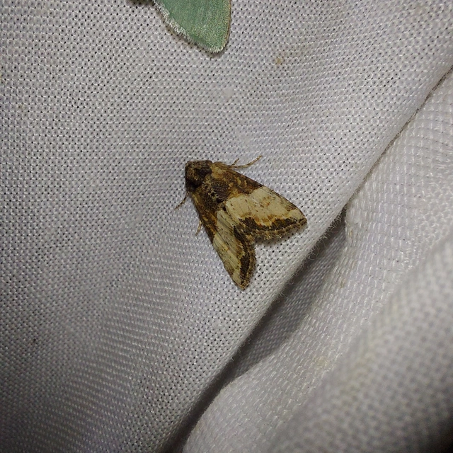 Mesoligia furuncula - kétszínű dudvabagoly Mesoligia furuncula - kétszínű dudvabagoly