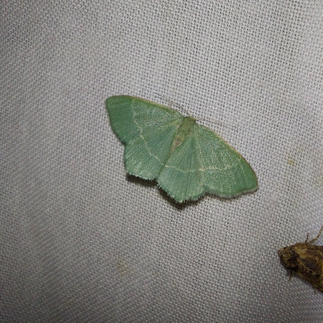 Chlorissa cloraria - sárgászöld araszoló