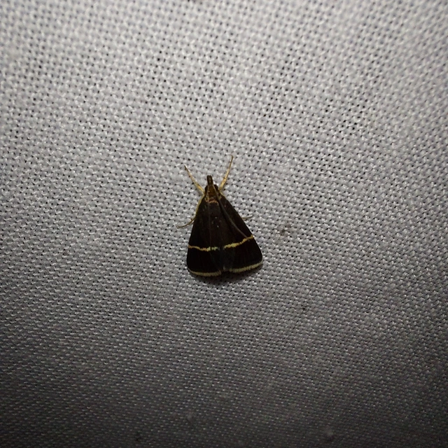 Pyrausta cingulata/rectefascialis