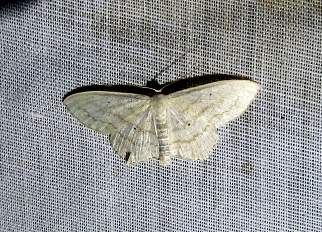 Scopula nigropunctata - feketepettyes araszoló