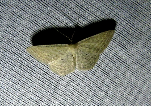 Scopula virgulata - vesszős sávosaraszoló