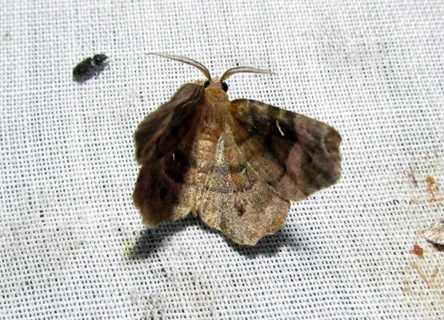 Selenia tetralunaria - négyfoltos holdasaraszoló