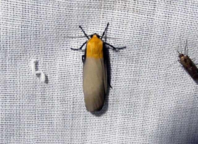 Lithosia quadra - négypettyes zuzmószövő