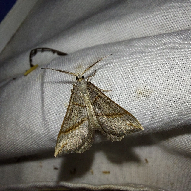 Scotopteryx mucronata/luridata/ignorata