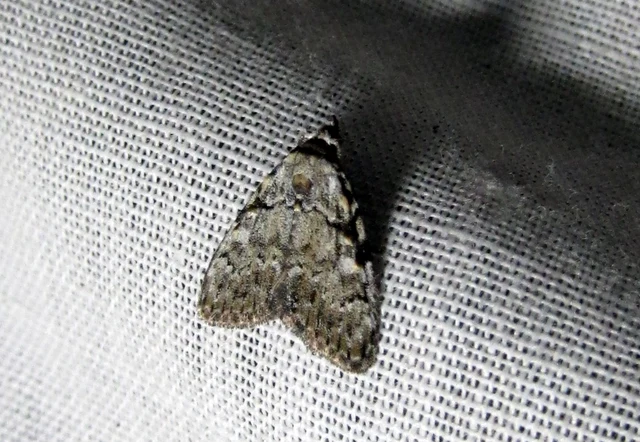 Meganola strigula - hamvas pamacsosszövő