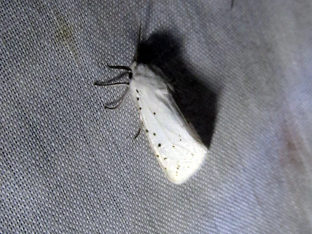 Spilosoma lubricipedum - tejszínű medvelepke
