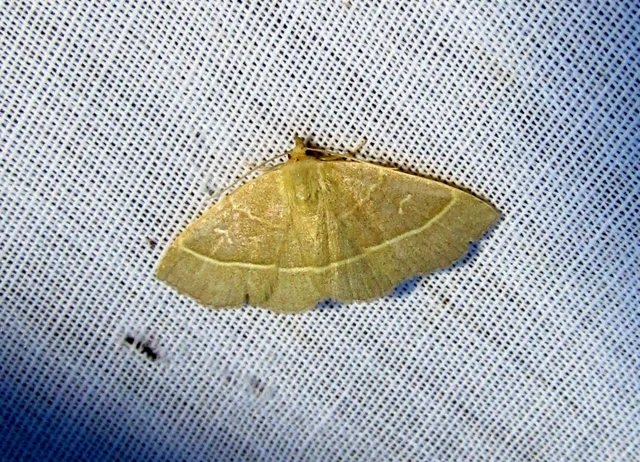 Trisateles emortualis - sárgacsíkos karcsúbagoly