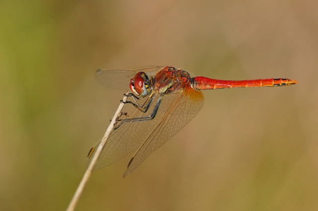 Sympetrum fonscolombii - vándor katona-szitakötő