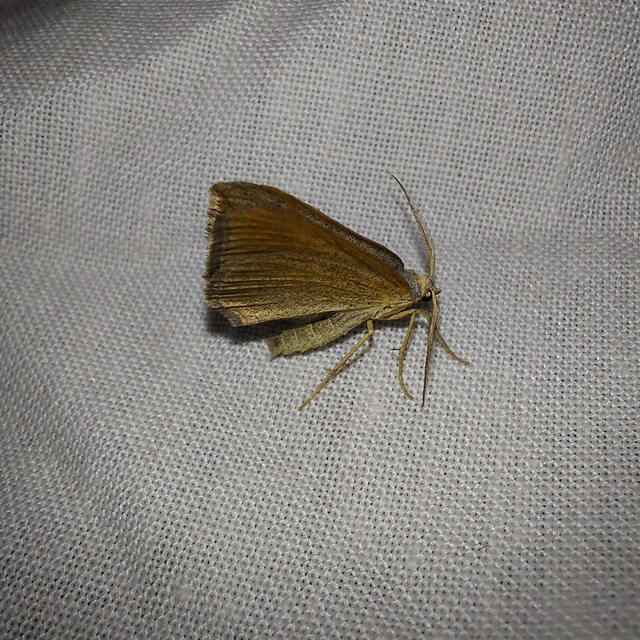 Scotopteryx mucronata/luridata/ignorata