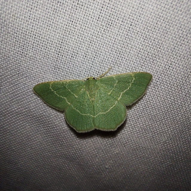 Chlorissa cloraria - sárgászöld araszoló
