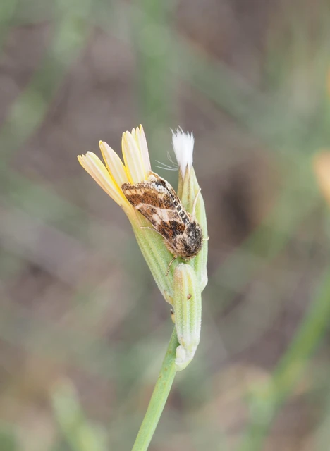 Schinia cognata - nyúlparéj-nappalibagoly
