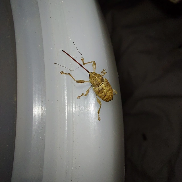 Curculio elephas - gesztenyezsuzsóka