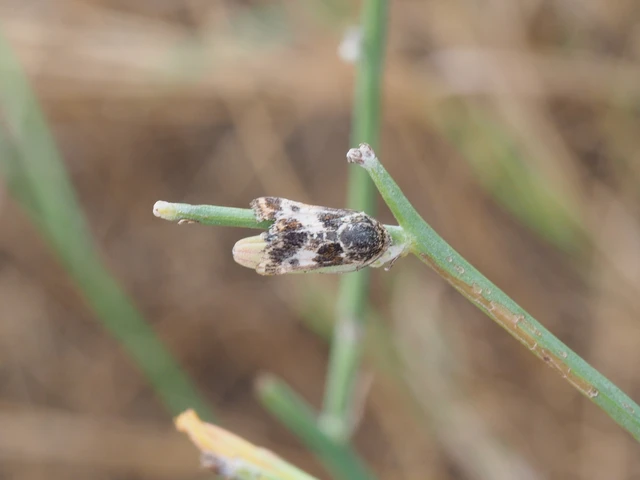 Schinia cognata - nyúlparéj-nappalibagoly
