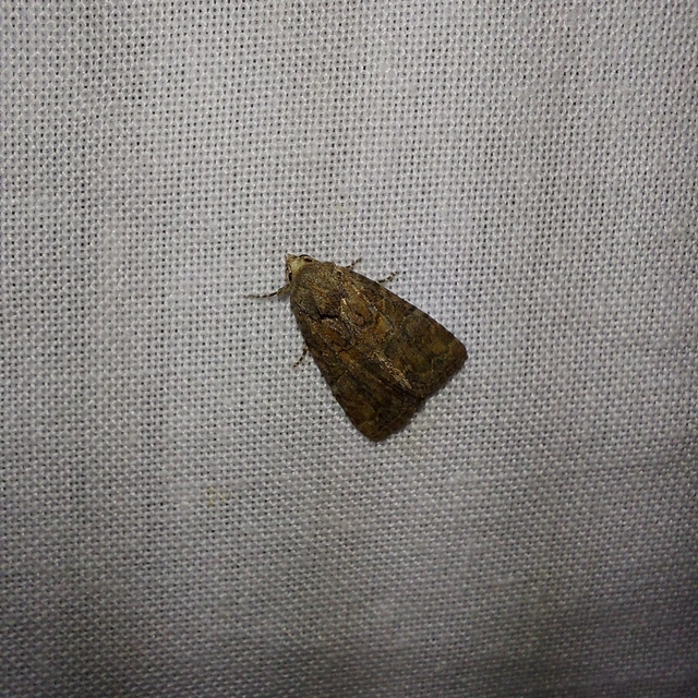 Mesoligia furuncula - kétszínű dudvabagoly Mesoligia furuncula - kétszínű dudvabagoly