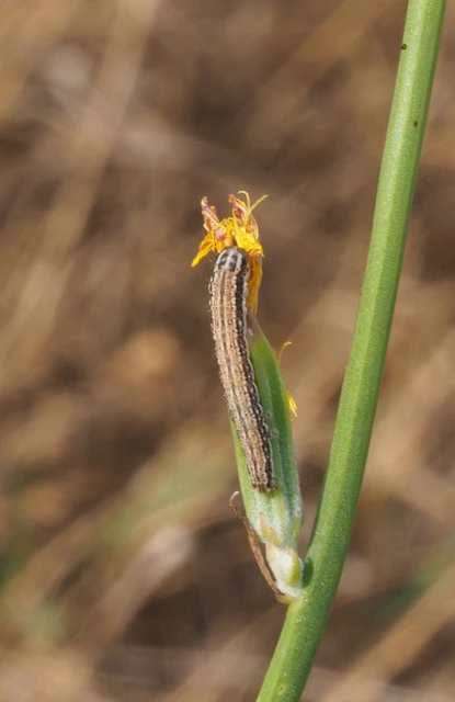 Schinia cognata - nyúlparéj-nappalibagoly