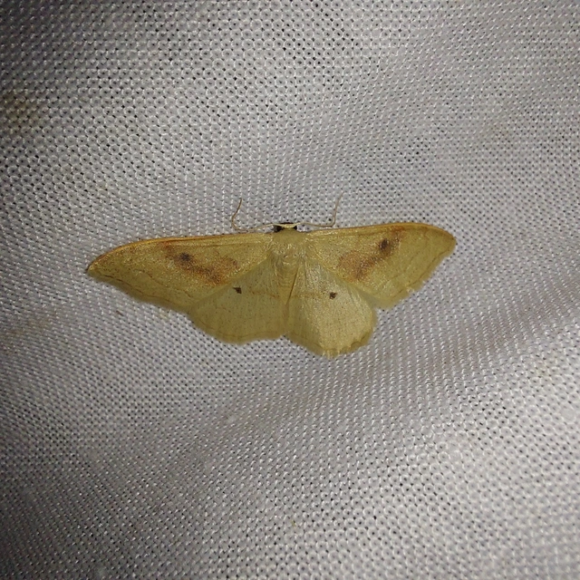 Idaea rubraria - vörössávos araszoló