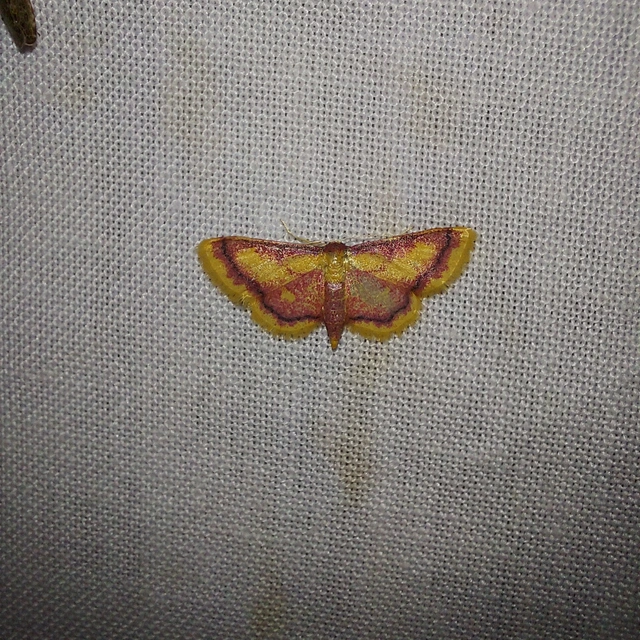 Idaea muricata - mocsári pirosaraszoló