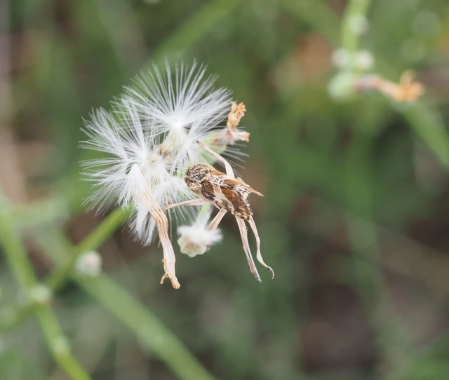 Schinia cognata - nyúlparéj-nappalibagoly