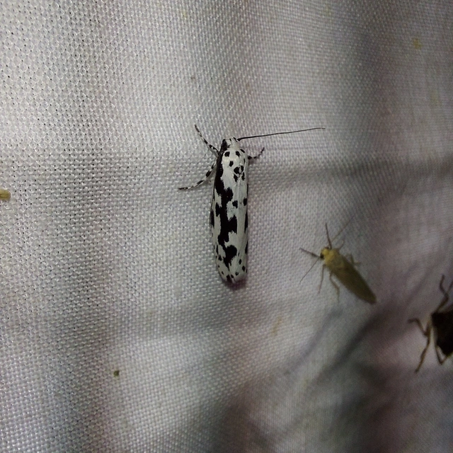 Ethmia