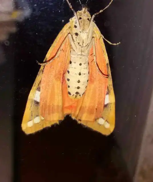 Euplagia quadripunctaria - csíkos medvelepke