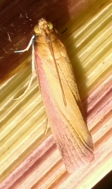 Oncocera semirubella - lucernamoly