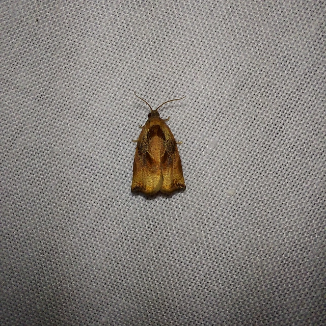 Archips podana - dudvarágó sodrómoly