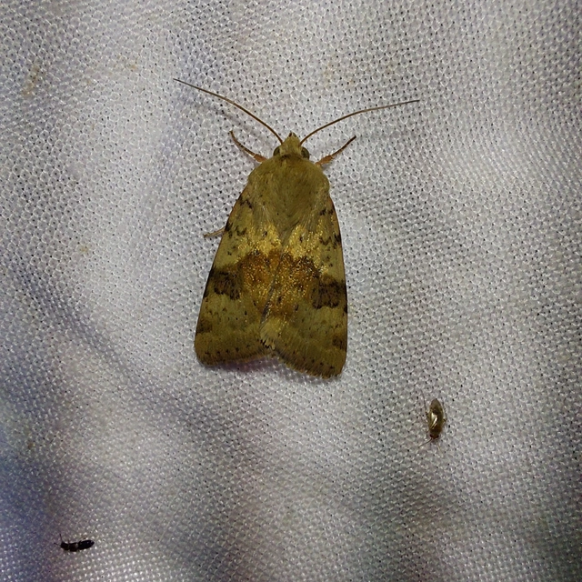 Heliothis viriplaca - mácsonyabagoly