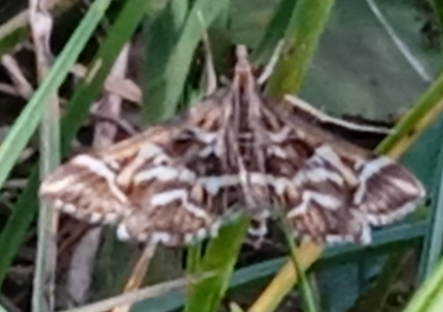 Diasemia reticularis - betűmintás tűzmoly
