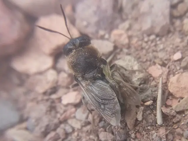 Stratiomys longicornis - hosszúcsápú katonalégy