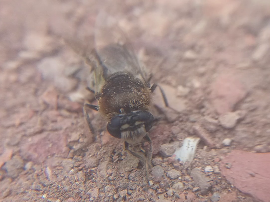 Stratiomys longicornis - hosszúcsápú katonalégy