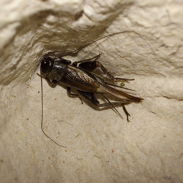 Eumodicogryllus bordigalensis - bordói tücsök