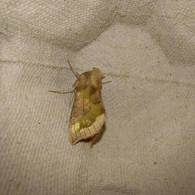 Diachrysia chrysitis - aranybagoly