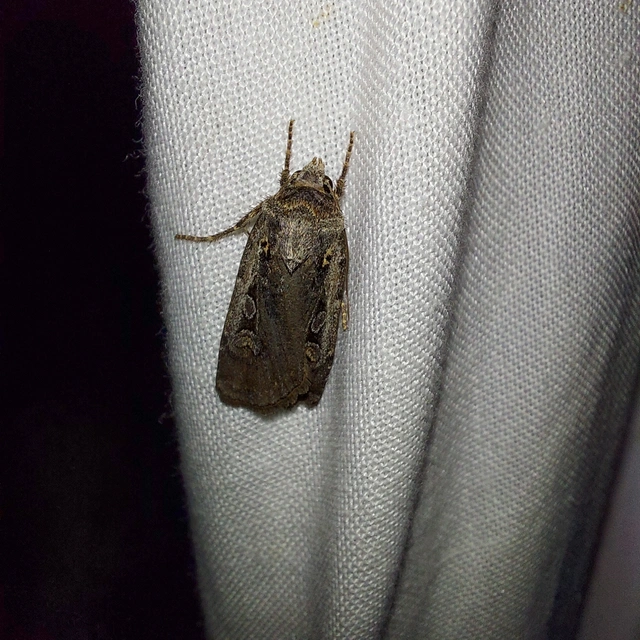 Euxoa tritici/nigrofusca/eruta