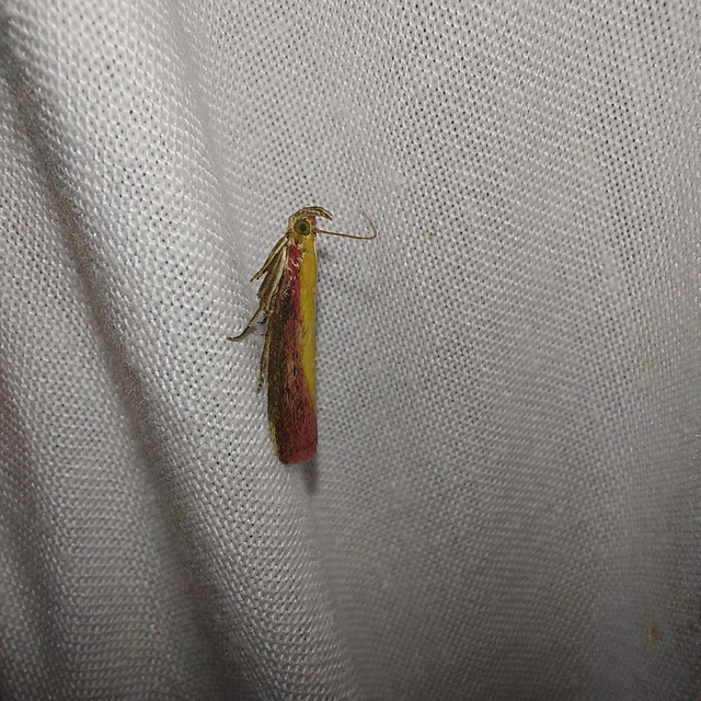 Oncocera semirubella - lucernamoly