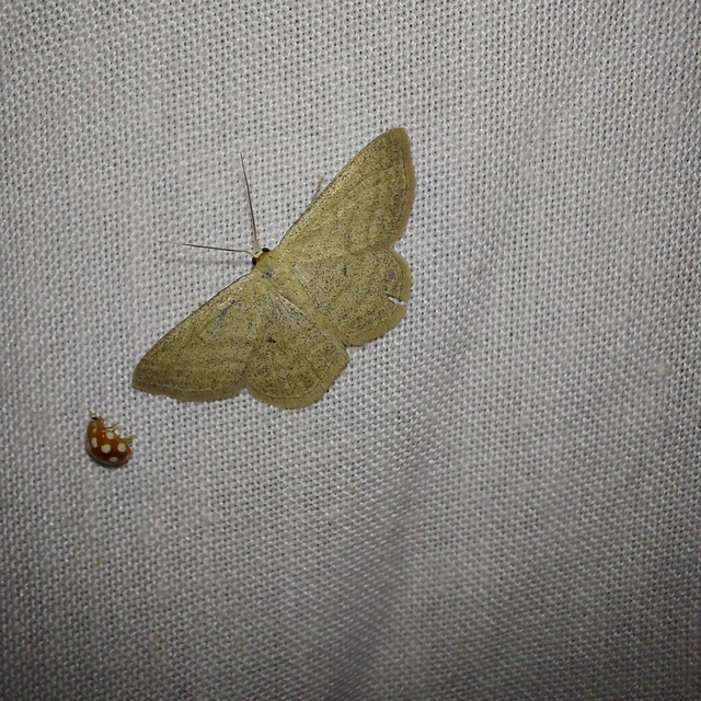 Scopula virgulata - vesszős sávosaraszoló