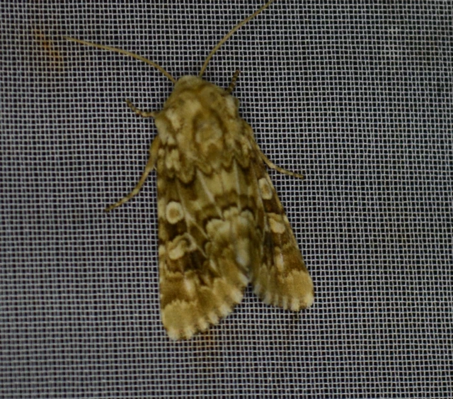 Hadena irregularis - homoki szegfűbagoly