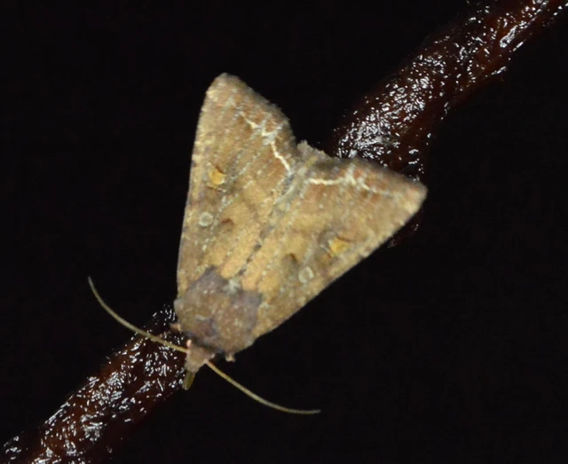 Lacanobia oleracea - saláta-kertibagoly