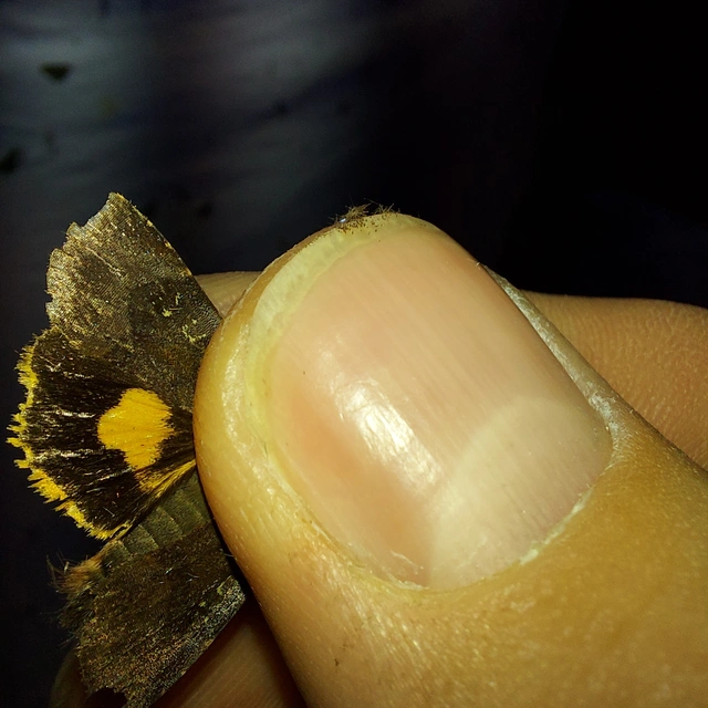Noctua janthina - tarka sárgafűbagoly