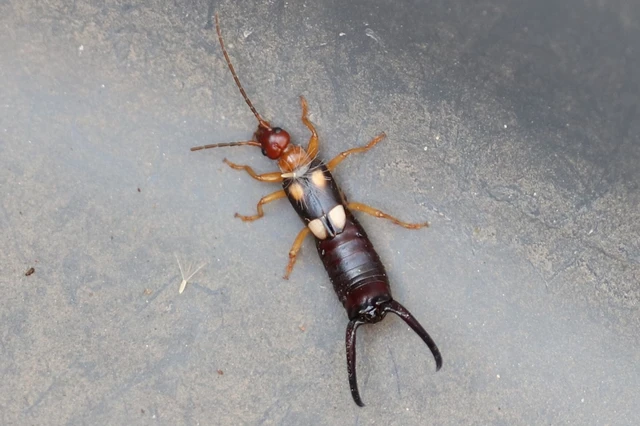 Forficula smyrnensis - szmirnai fülbemászó
