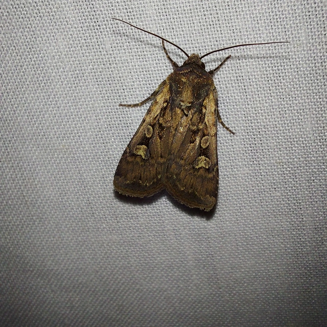 Euxoa tritici - búza-földibagoly