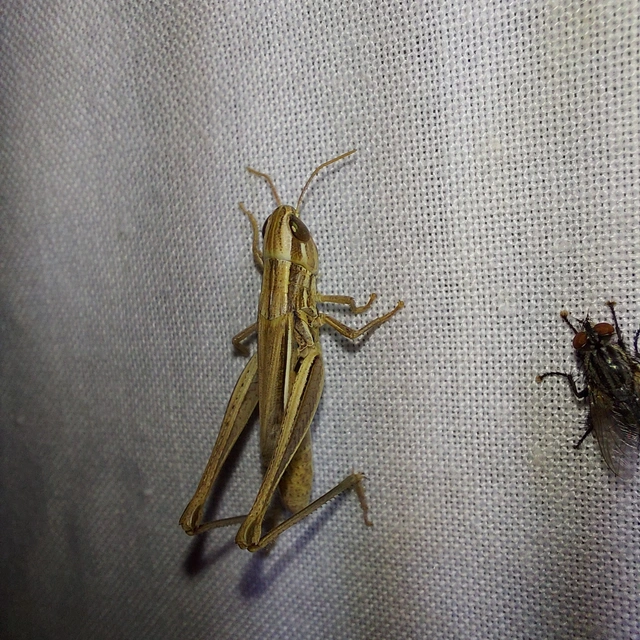 Euchorthippus declivus - rövidszárnyú rétisáska