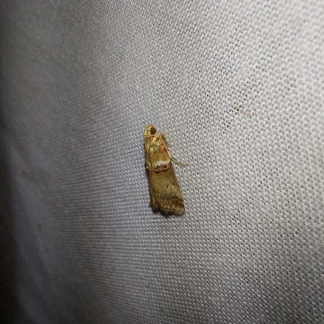 Acrobasis tumidana - bordás karcsúmoly