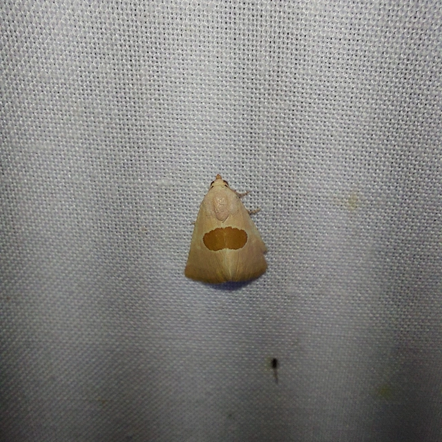 Calymma communimacula - pajzstetűfaló bagoly