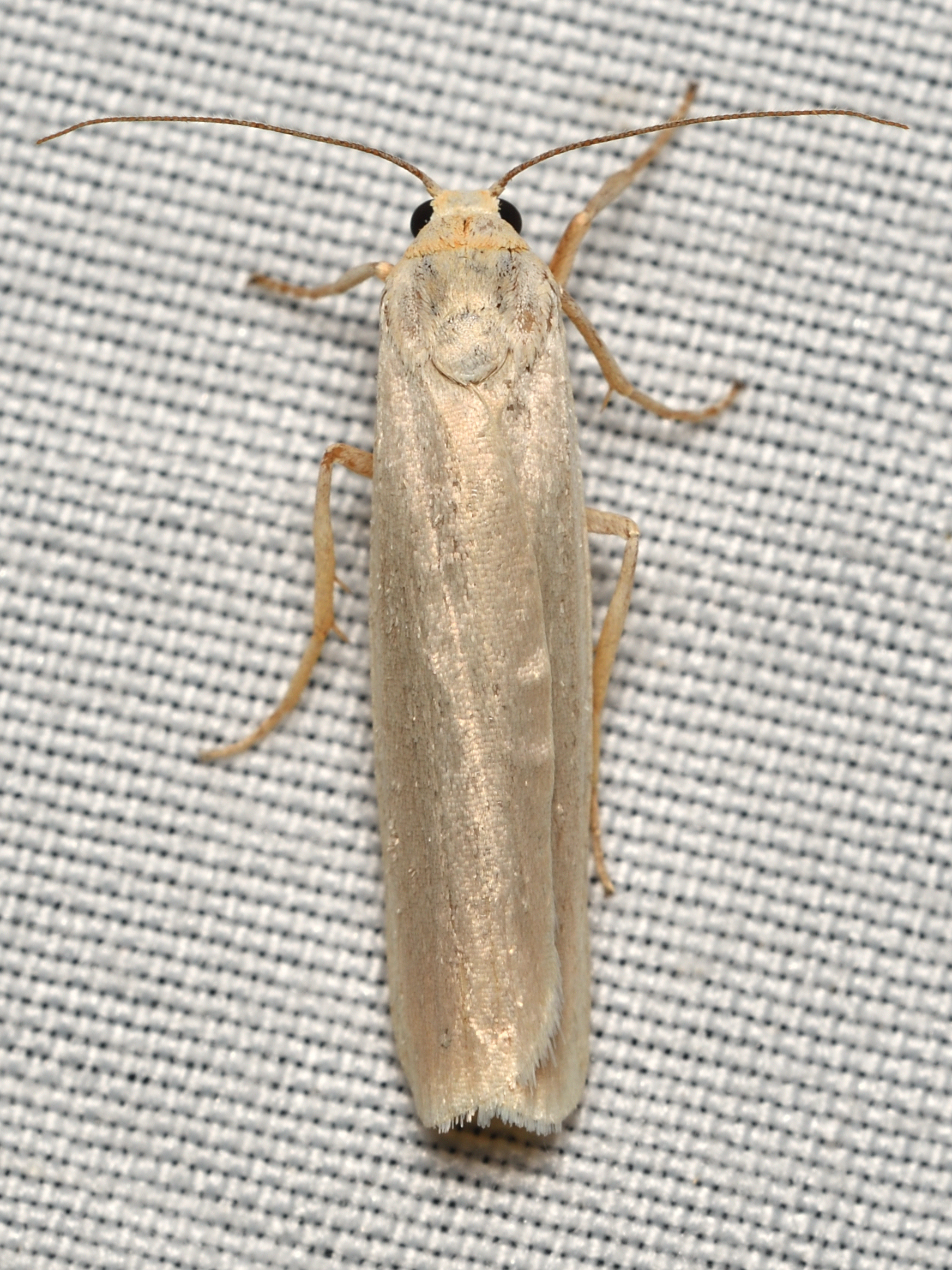 Eilema pseudocomplana - hamis zuzmószövő